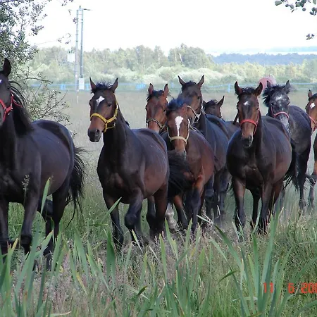 Letniskowe Solaris